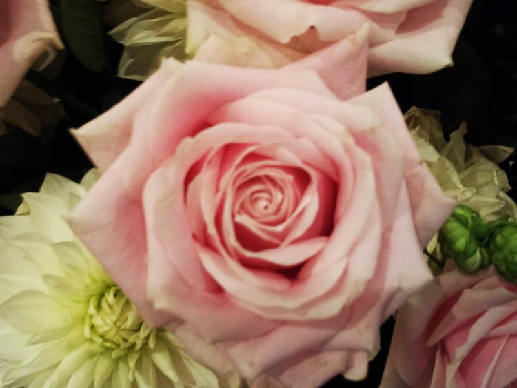もらった薔薇